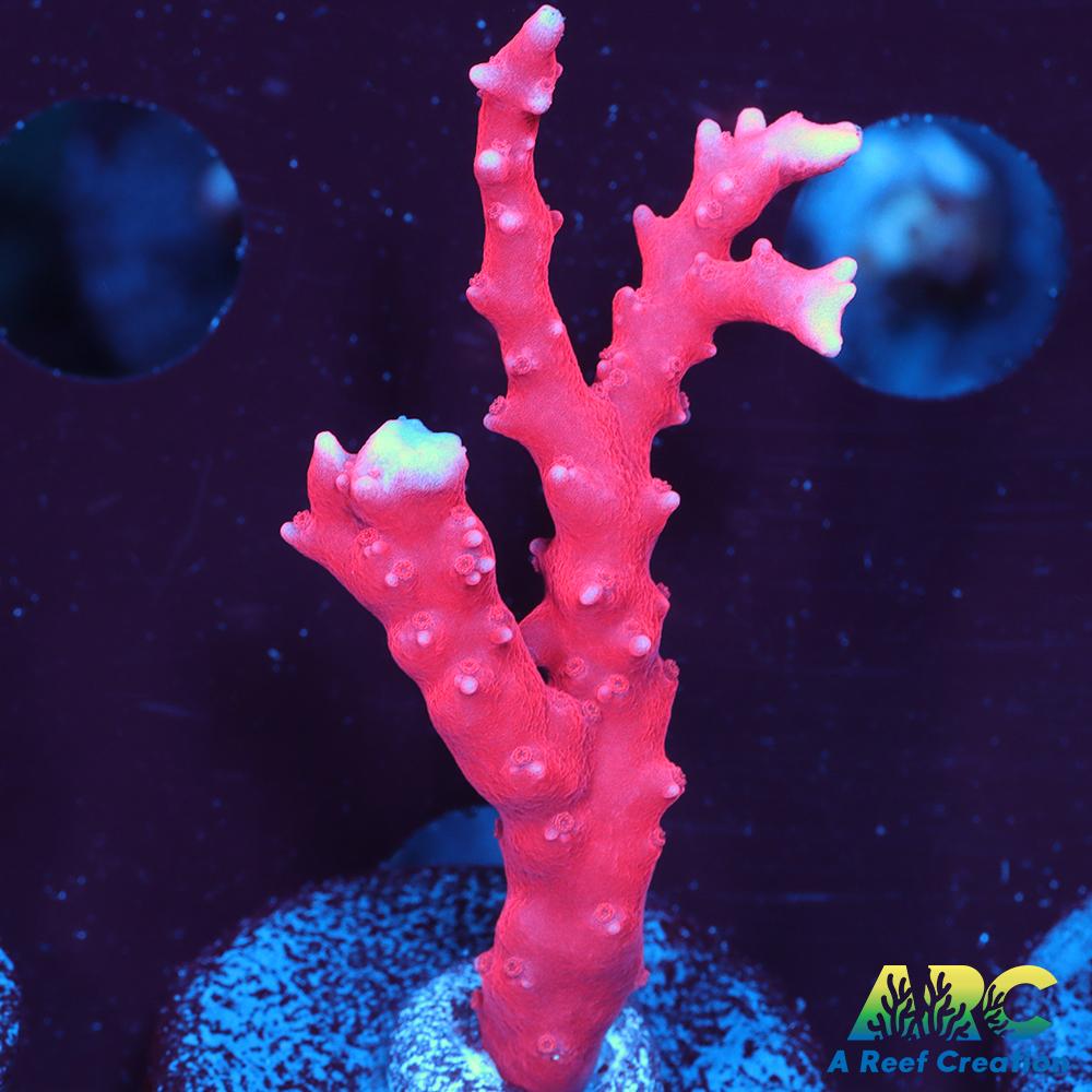 JF TNT Anacropora
