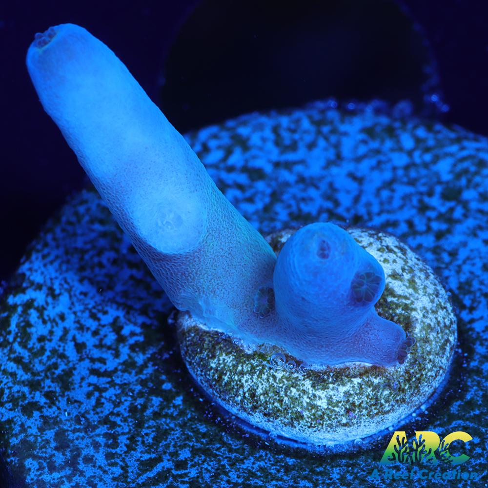 ReefGen Blueberry Fantasy Granulosa