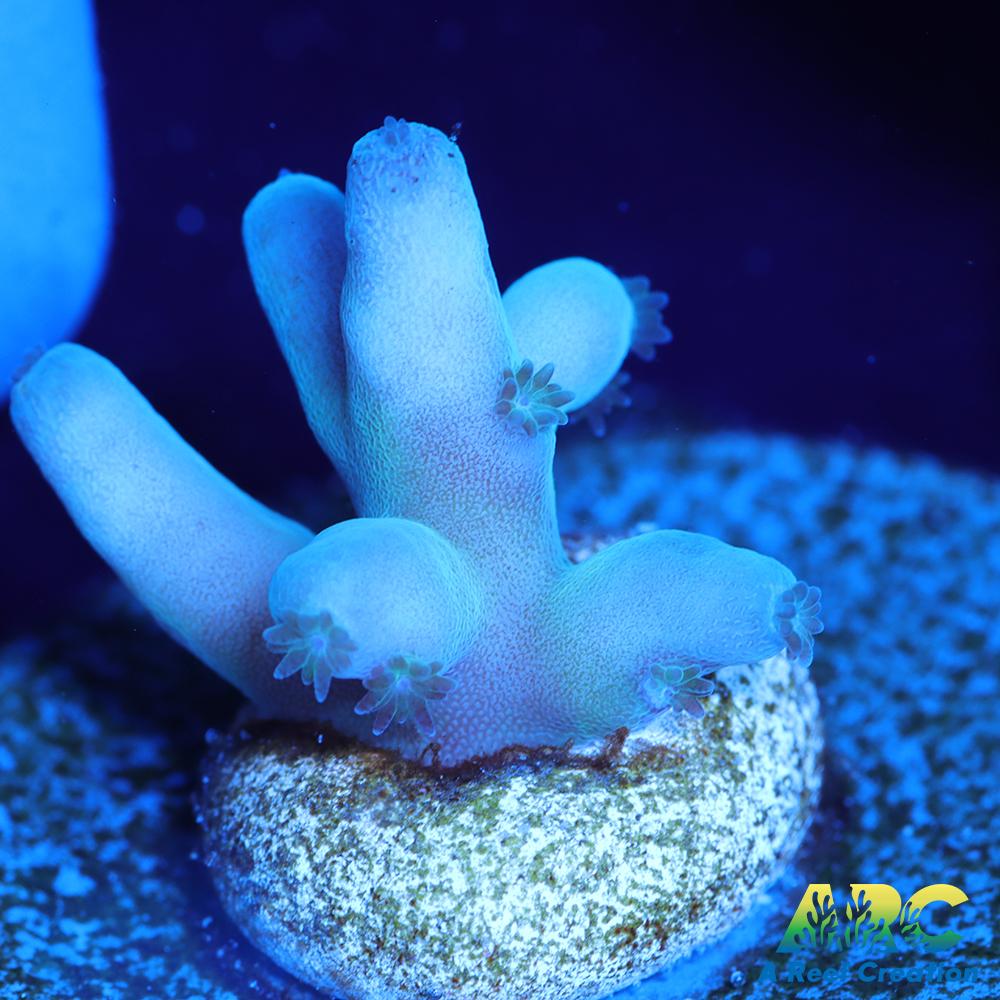 ReefGen Blueberry Fantasy Granulosa