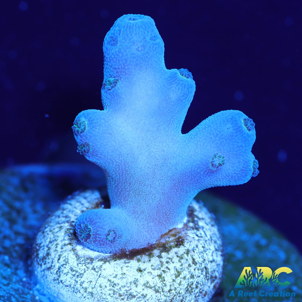 ReefGen Blueberry Fantasy Granulosa