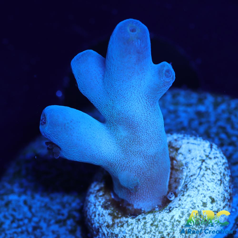 ReefGen Blueberry Fantasy Granulosa