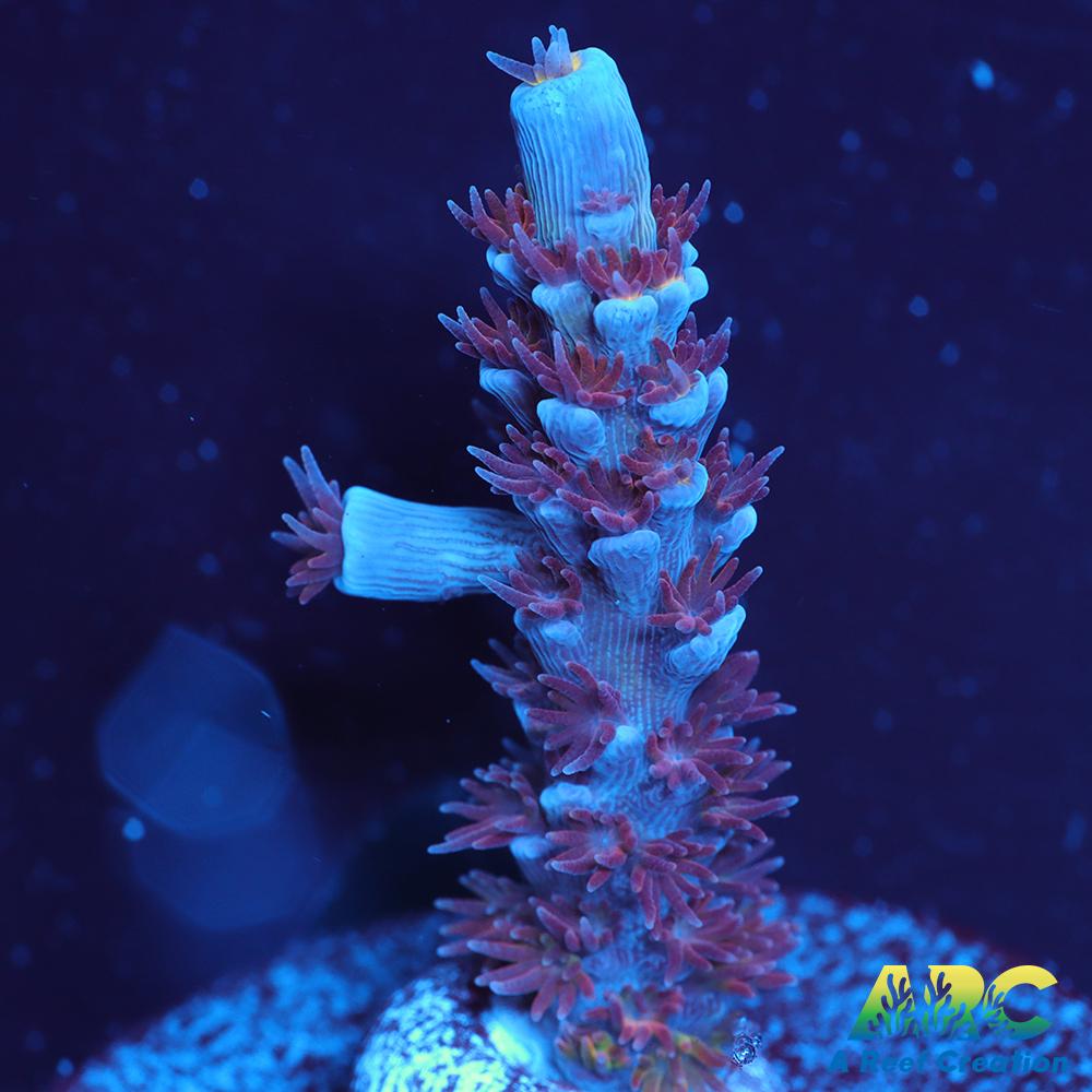 RRC Angry Birds Tenuis