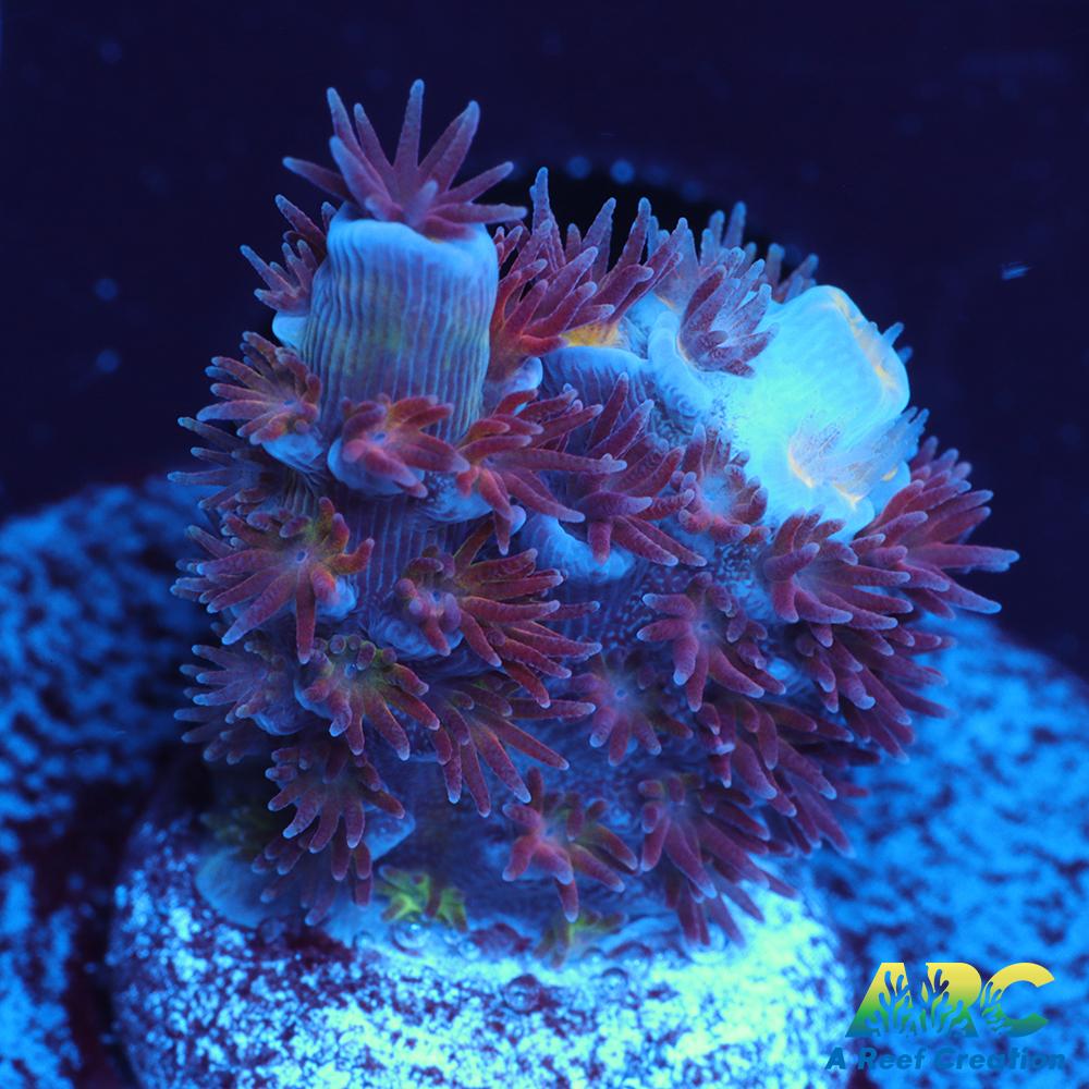 RRC Angry Birds Tenuis