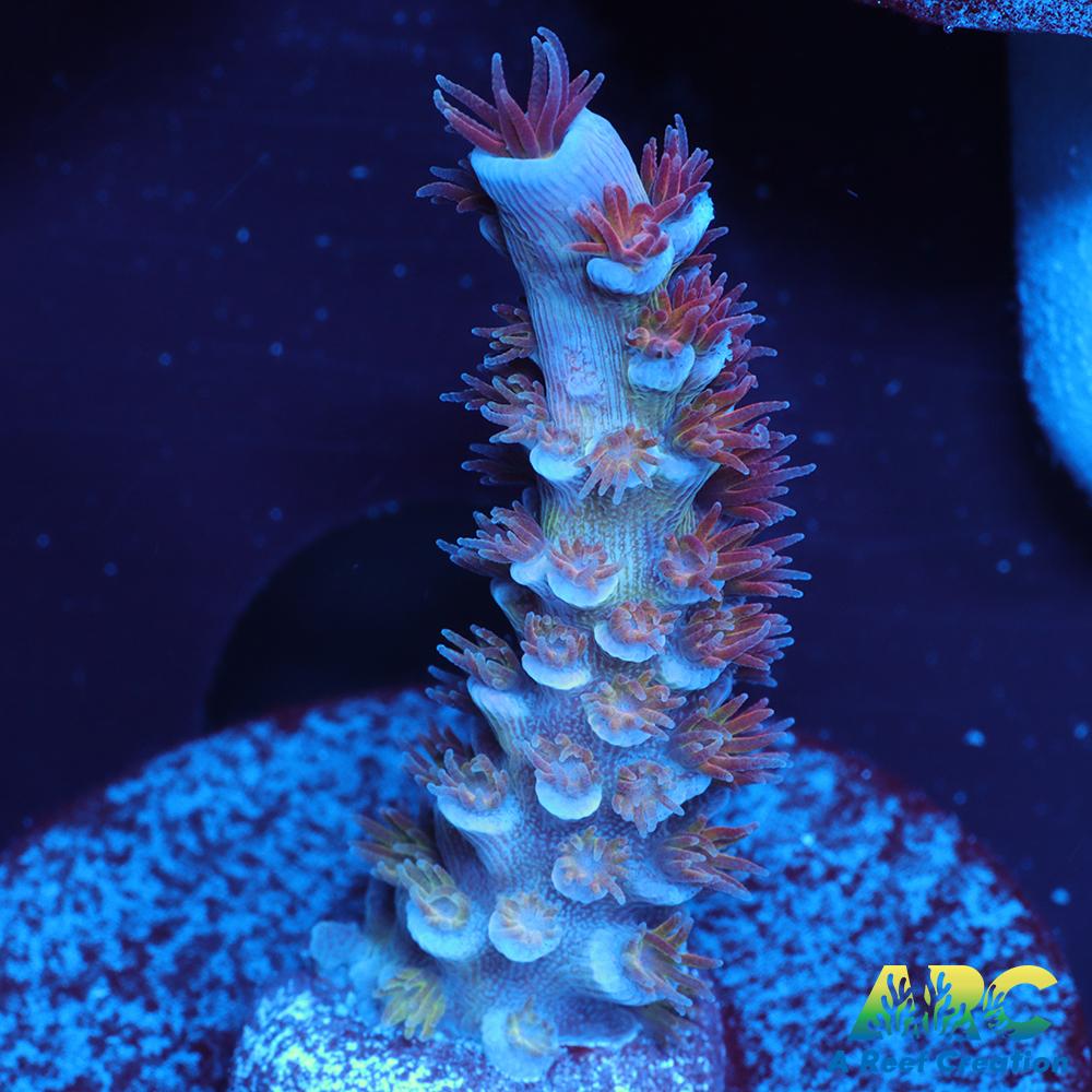 RRC Angry Birds Tenuis