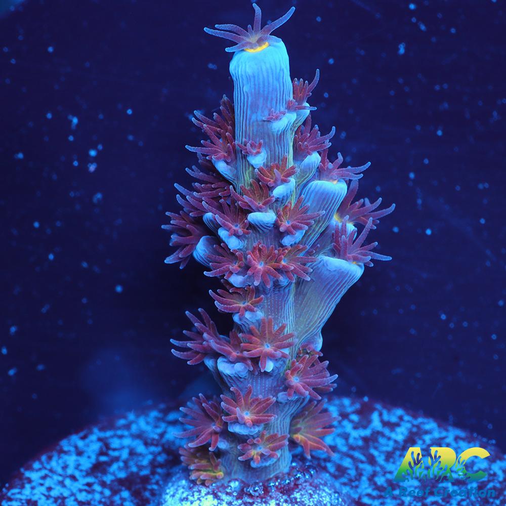 RRC Angry Birds Tenuis