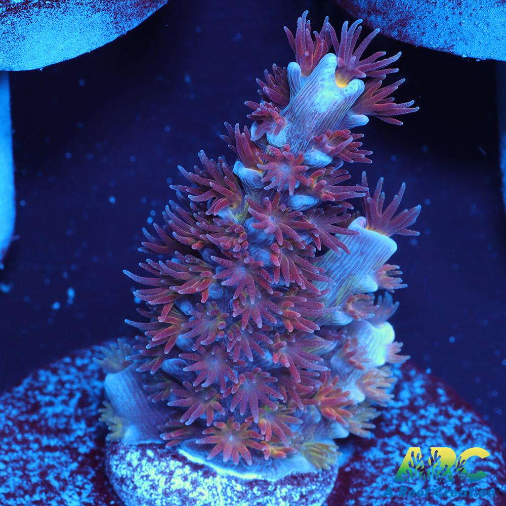 RRC Angry Birds Tenuis