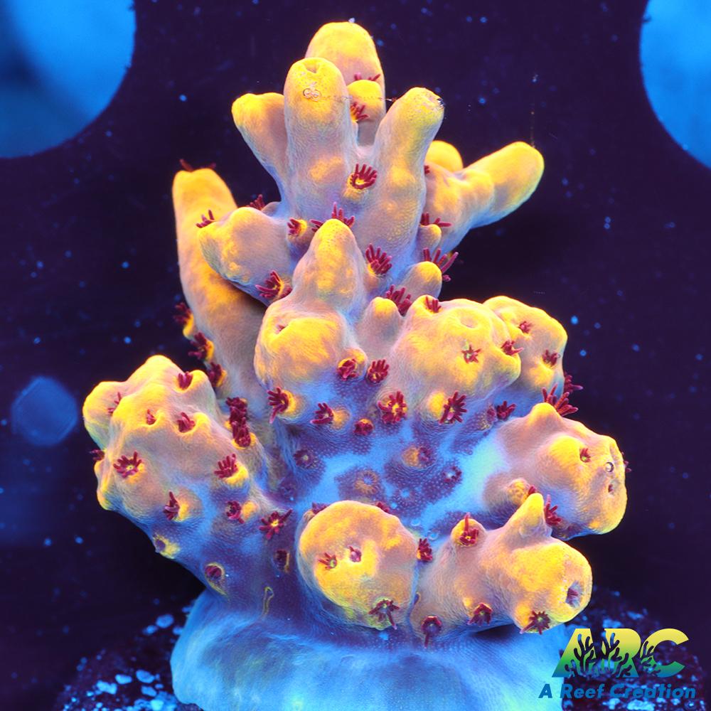 RRC Fuzzy Navel Chunk