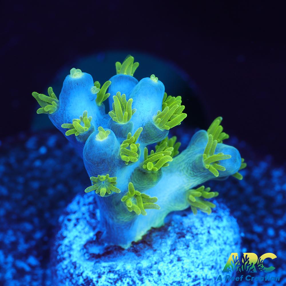 RRC Marvin the Martian