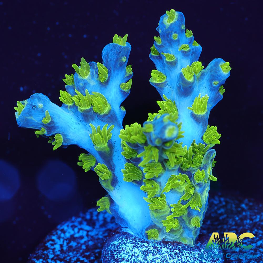 RRC Marvin the Martian