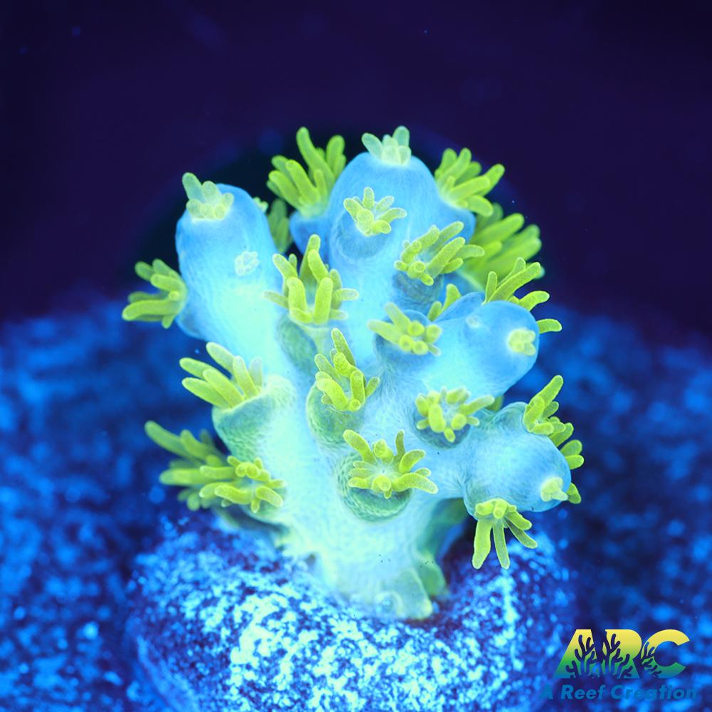 RRC Marvin the Martian