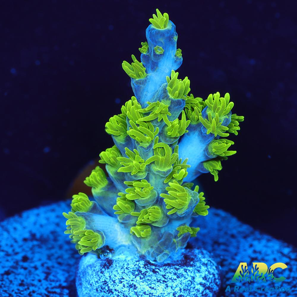 RRC Marvin the Martian