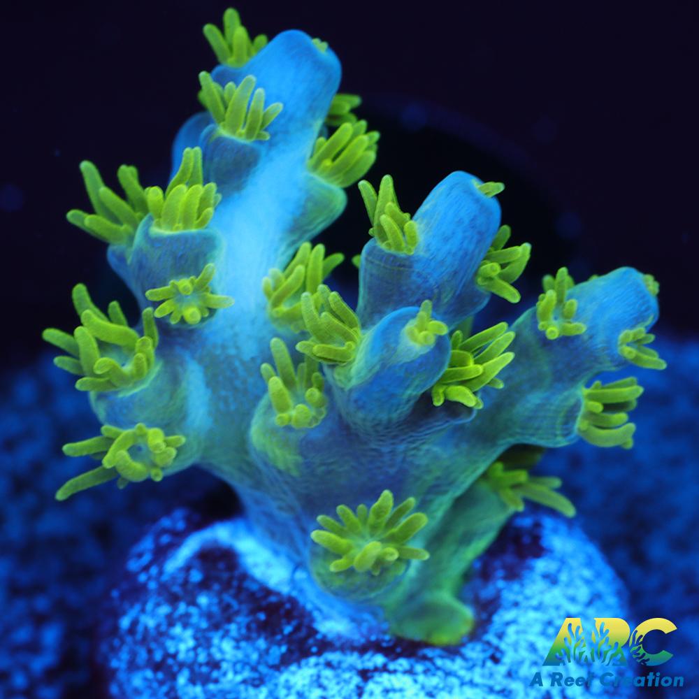 RRC Marvin the Martian