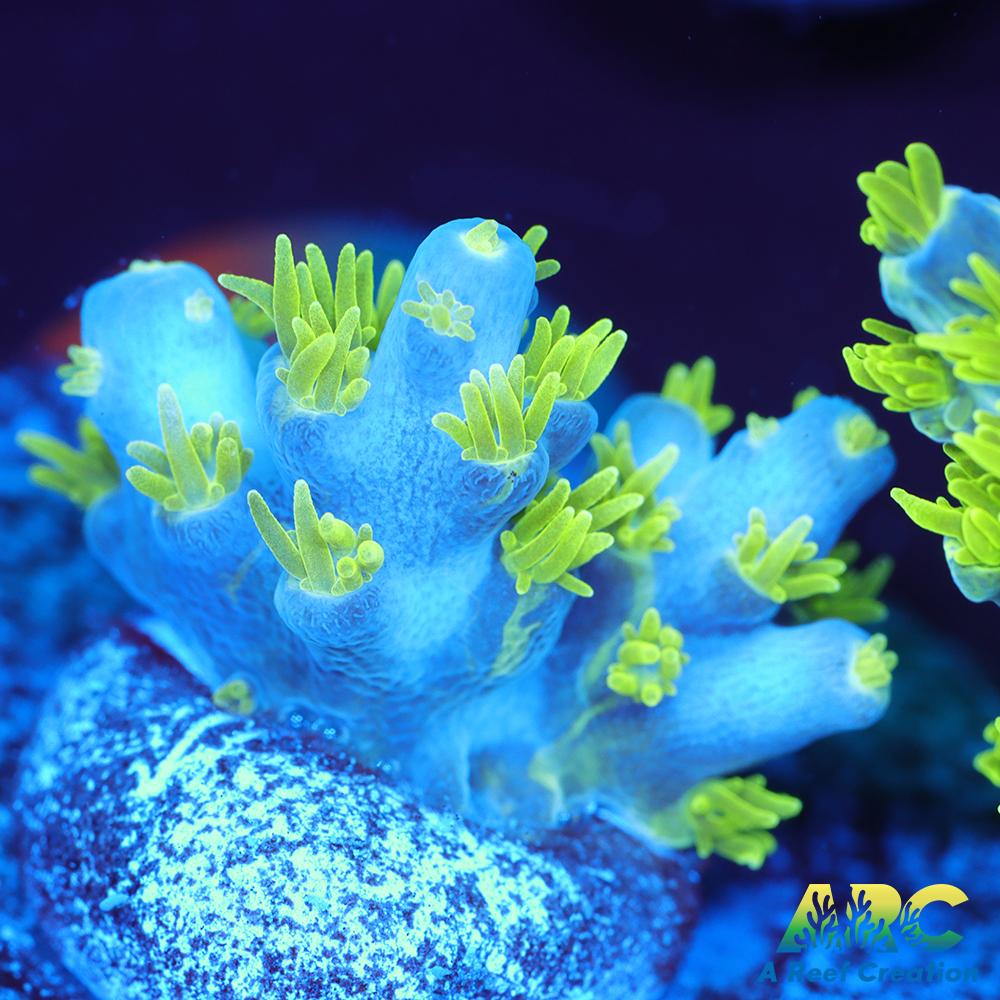 RRC Marvin the Martian