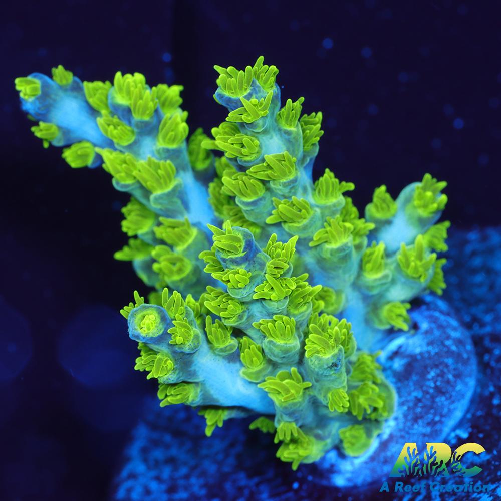 RRC Marvin the Martian