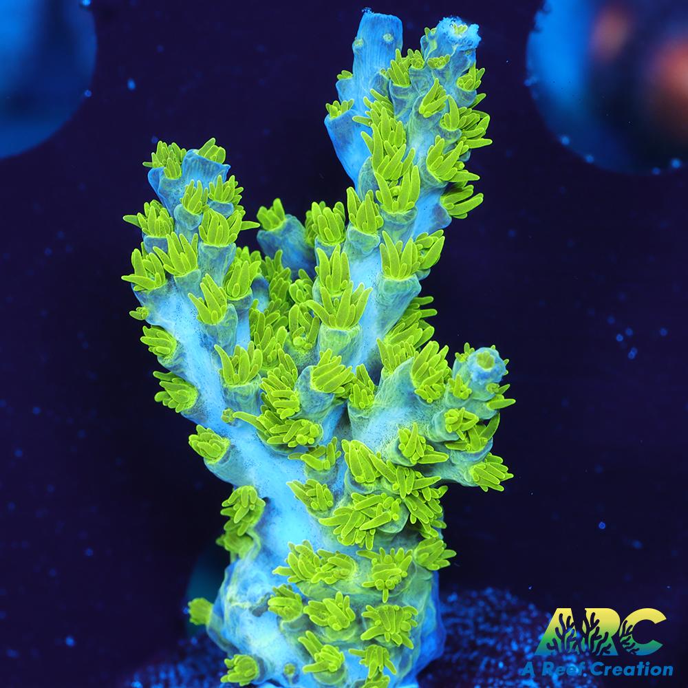 RRC Marvin the Martian