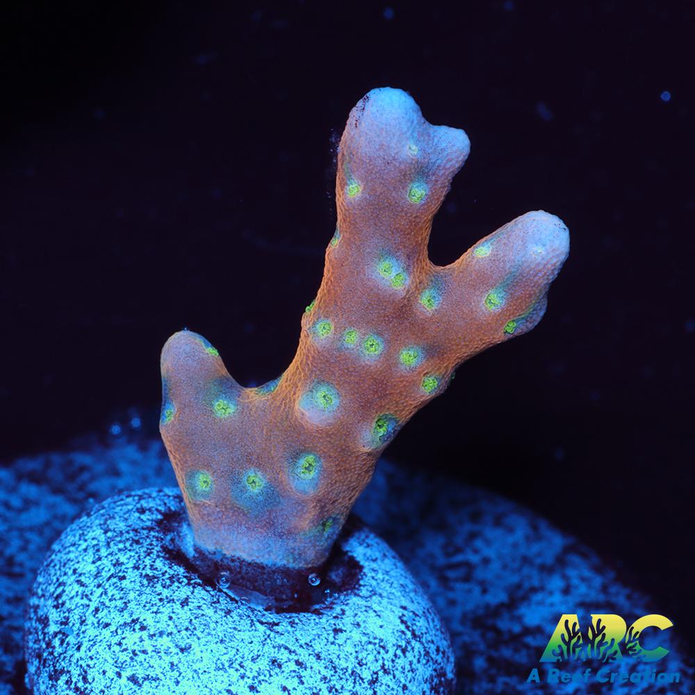 RRC Tropicana Anacropora