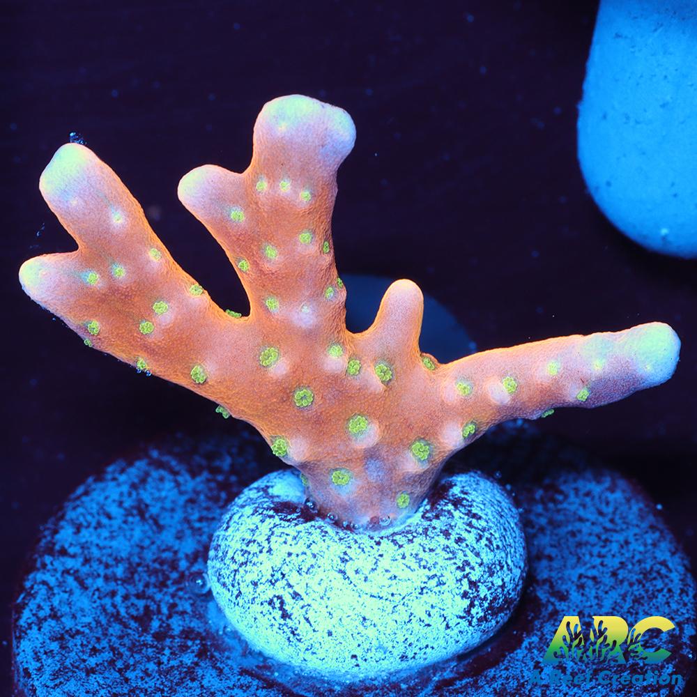 RRC Tropicana Anacropora