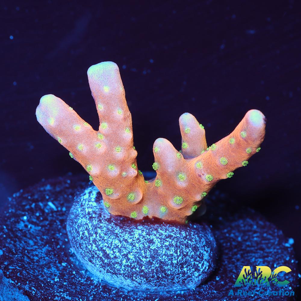 RRC Tropicana Anacropora