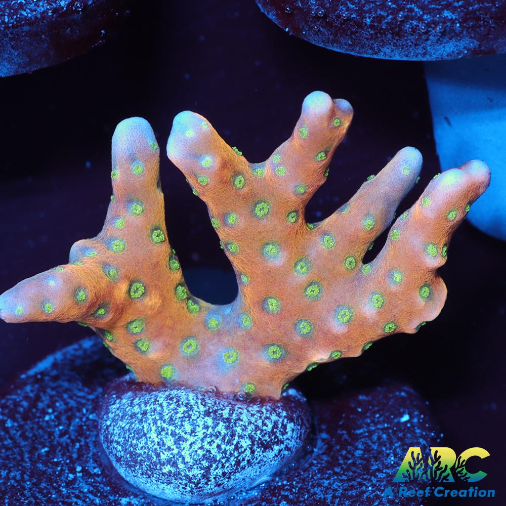 RRC Tropicana Anacropora