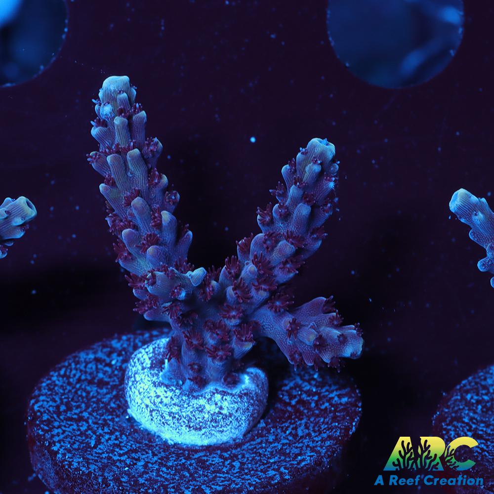 Sanjay's Concord Grape