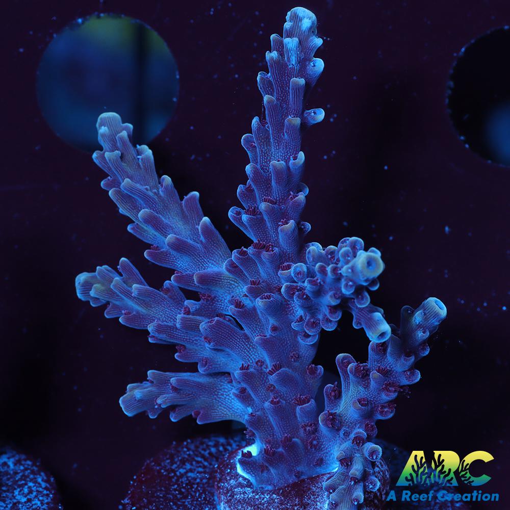 Sanjay's Concord Grape