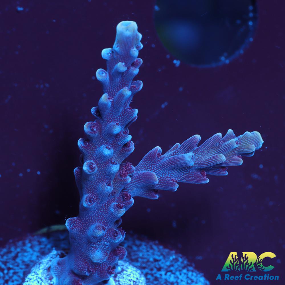 Sanjay's Concord Grape