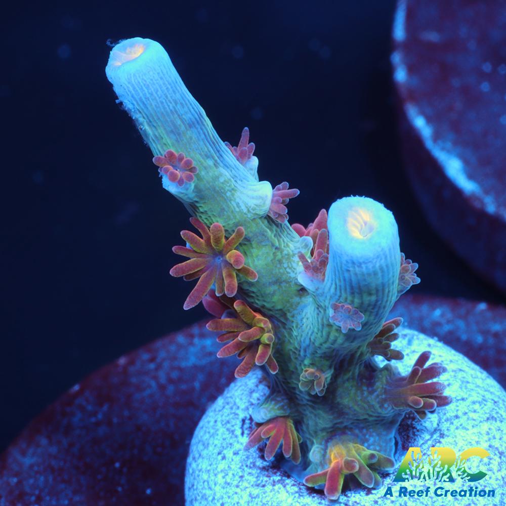 ARC Angry Birds Tenuis