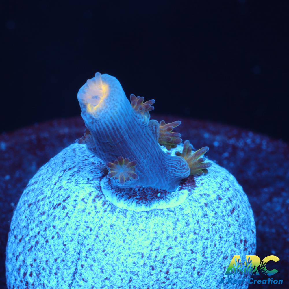 ARC Angry Birds Tenuis