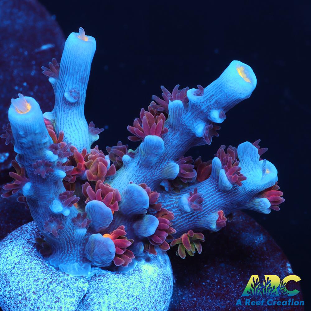 ARC Angry Birds Tenuis