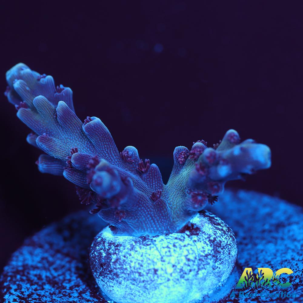 Sanjay's Concord Grape