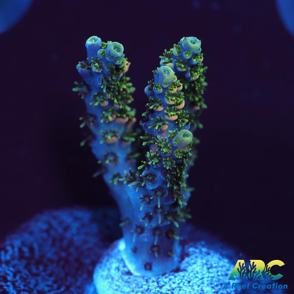 Sanjay's Party Time Table