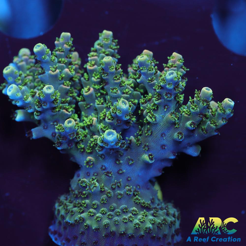 Sanjay's Party Time Table