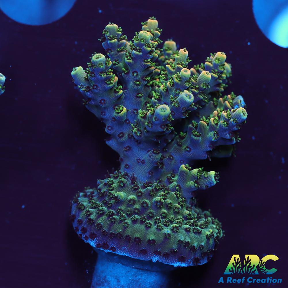 Sanjay's Party Time Table