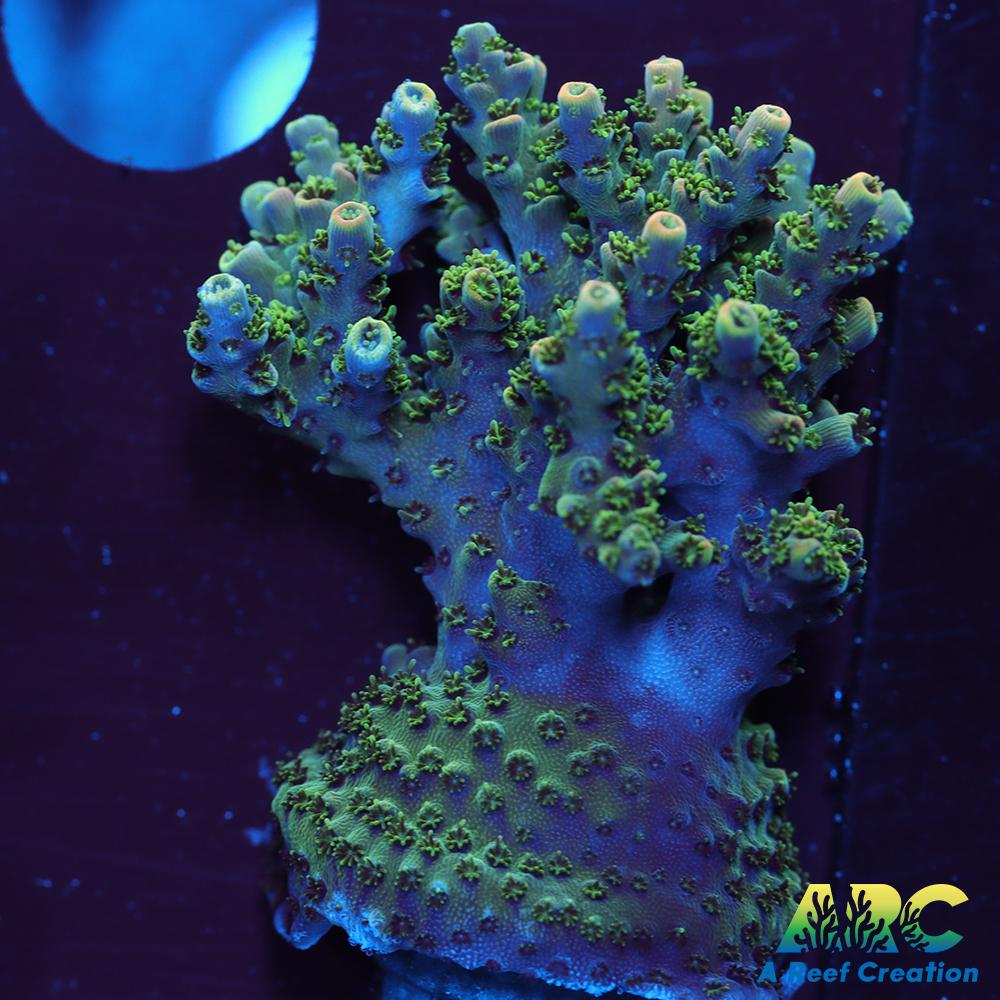 Sanjay's Party Time Table