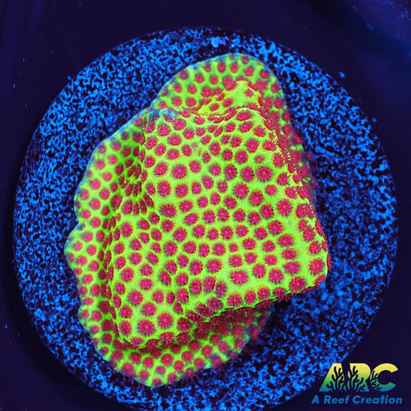 Grinch Porites