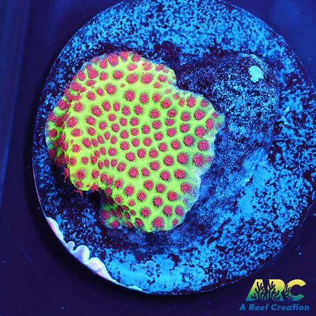 Grinch Porites