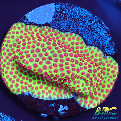 Grinch Porites
