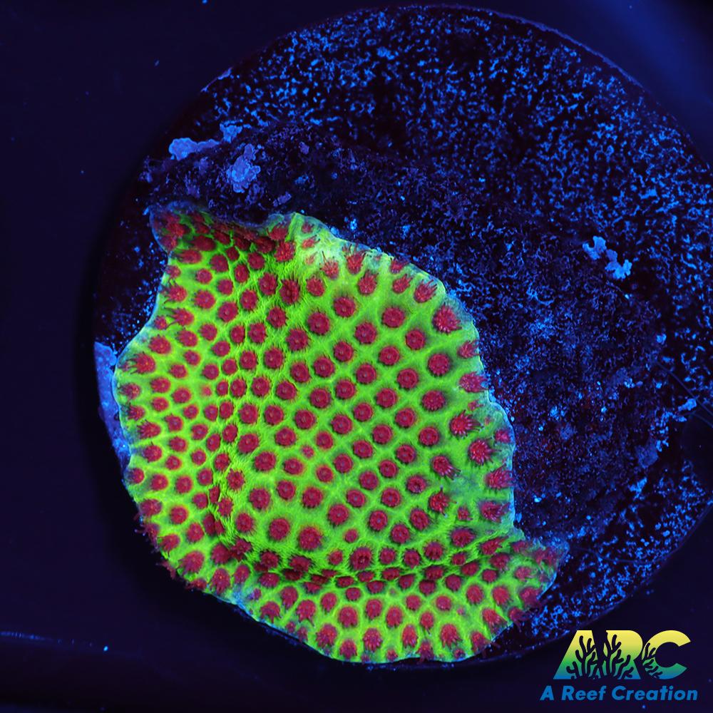 Grinch Porites