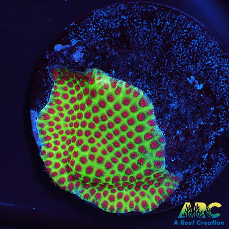 Grinch Porites