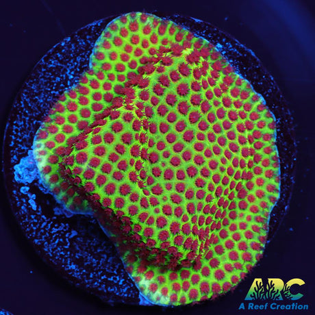 Grinch Porites