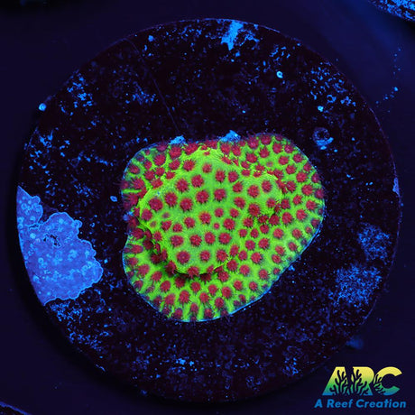Grinch Porites