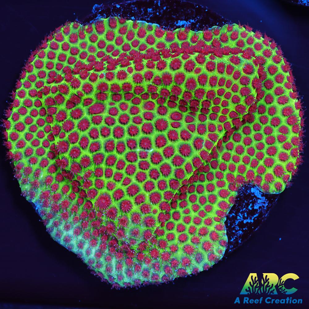 Grinch Porites