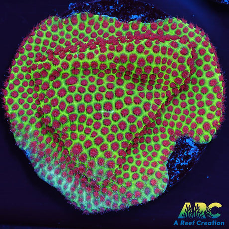 Grinch Porites