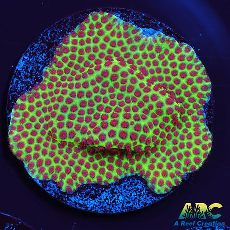 Grinch Porites