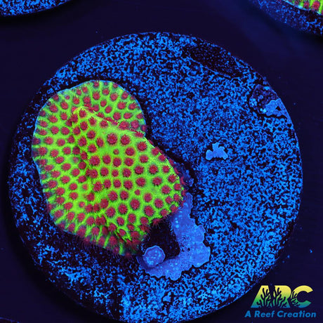 Grinch Porites