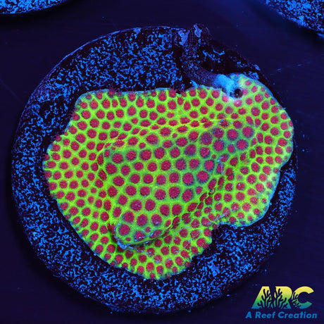 Grinch Porites