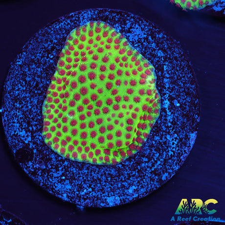 Grinch Porites