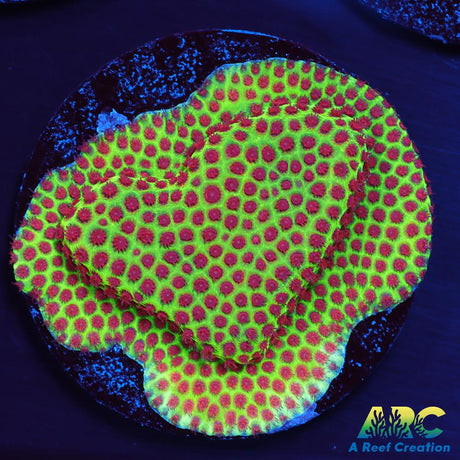 Grinch Porites