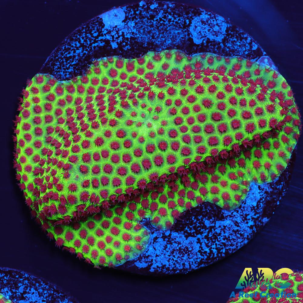 Grinch Porites