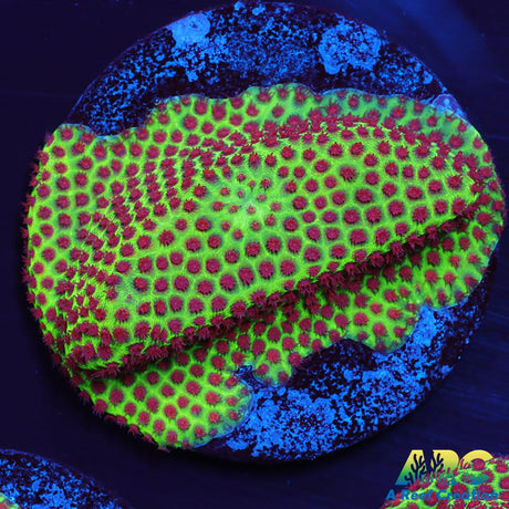 Grinch Porites